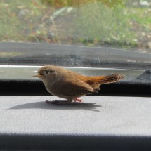 Little guest in our car